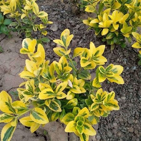 金冠黄杨 色块系用苗 喜湿润 枝叶茂密 耐寒性强