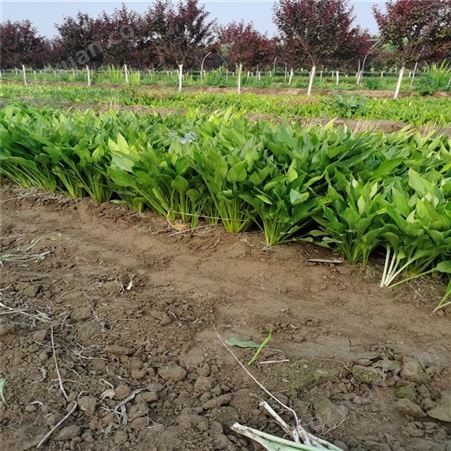 泽荣 多年生宿根植物 常用于湿地及水岸边绿化 紫玉簪