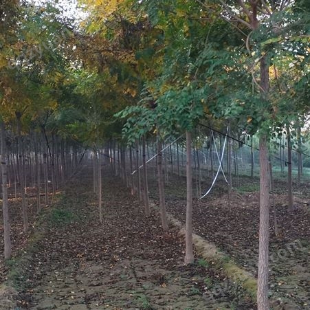 百叶苗木基地常年出售10公分栾树 适用于公园绿化工程树
