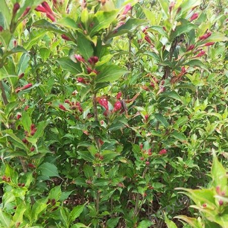 泽荣 性喜光耐寒 园林小区种植观赏 红王子锦带绿篱苗