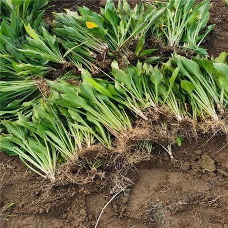 泽荣 多年生宿根植物 常用于湿地及水岸边绿化 紫玉簪
