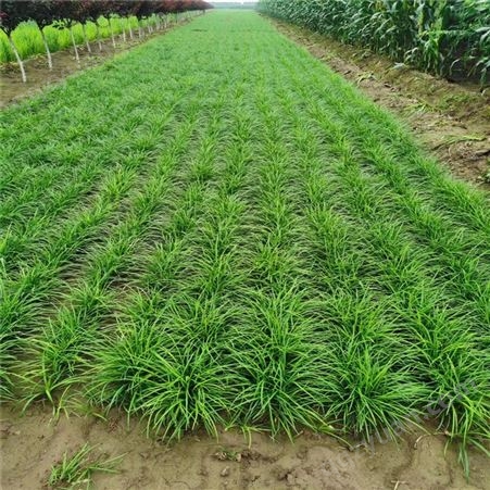 泽荣 公园绿化固土护坡降低噪音 细叶麦冬草 根系粗壮
