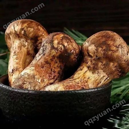 新鲜松茸 特级批发未开伞 食用蘑菇 产地大量直发