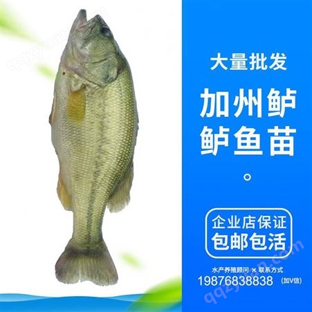 中渔水产 山泉水鱼 3-4厘米鲈鱼 货源充足