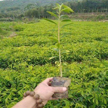 沉香苗种植基地 批量供应小杯苗 广茂专业基地苗木培育