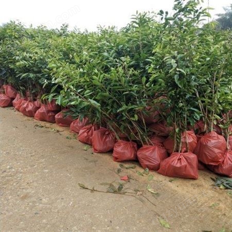 奇楠沉香 基地批量出售 优质苗木种植基地 精品树苗长期供应