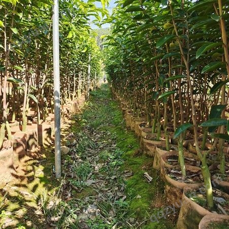 广茂苗木种植基地，优质供应，奇楠沉香树苗，高度1米起