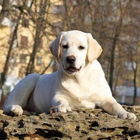 拉布拉多犬 纯种护卫犬燕子养殖出售活体改良犬 温顺可爱