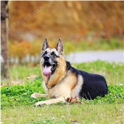 德国黑背牧羊犬 成年纯种德牧犬 饲养简单 双血统 已做驱虫
