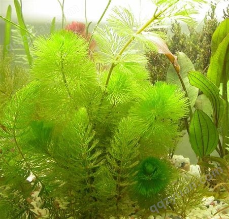 金鱼藻苗 水生植物种植基地 水体绿化种苗 河道池塘水生态修复